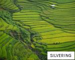 SILVERING anagram