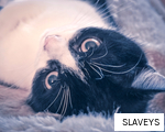 SLAVEYS anagram
