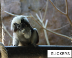SLICKERS anagram