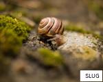 SLUG anagram