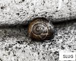SLUG anagram