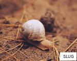 SLUG anagram