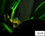 SLUG anagram