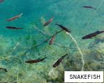 SNAKEFISH anagram