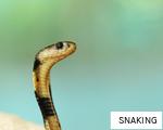 SNAKING anagram