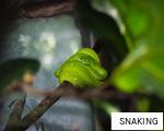 SNAKING anagram