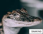 SNAKING anagram