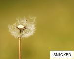 SNICKED anagram