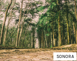 SONORA anagram
