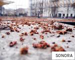 SONORA anagram