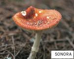 SONORA anagram