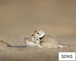 SONS anagram
