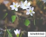 SOWBREAD anagram