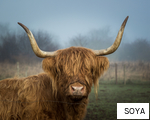 SOYA anagram