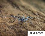 SPARROWS anagram