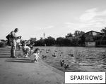 SPARROWS anagram