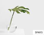 SPARS anagram