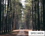 SPECIMEN anagram