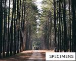 SPECIMENS anagram