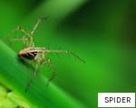 SPIDER anagram
