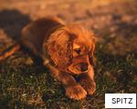 SPITZ anagram