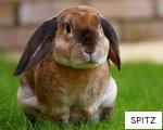 SPITZ anagram