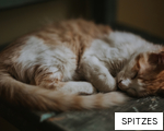 SPITZES anagram