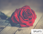 SPLATS anagram