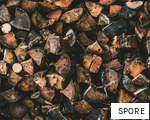 SPORE anagram
