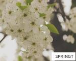 SPRINGT anagram