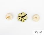 SQUAS anagram
