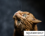 SQUEAMISHLY anagram