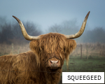 SQUEEGEED anagram