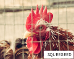 SQUEEGEED anagram