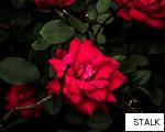 STALK anagram