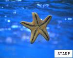 STARF anagram