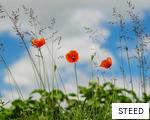 STEED anagram