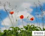 STEEDS anagram