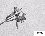 STEM anagram