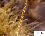 STEM anagram