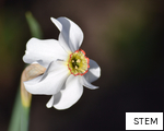 STEM anagram