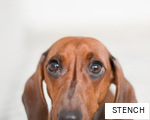 STENCH anagram