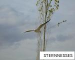STERNNESSES anagram