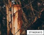STINGRAYS anagram