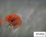 STIPES anagram