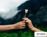 STIPES anagram