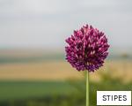 STIPES anagram