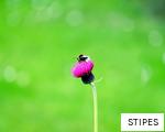 STIPES anagram