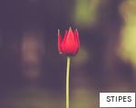 STIPES anagram