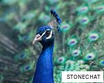 STONECHAT anagram